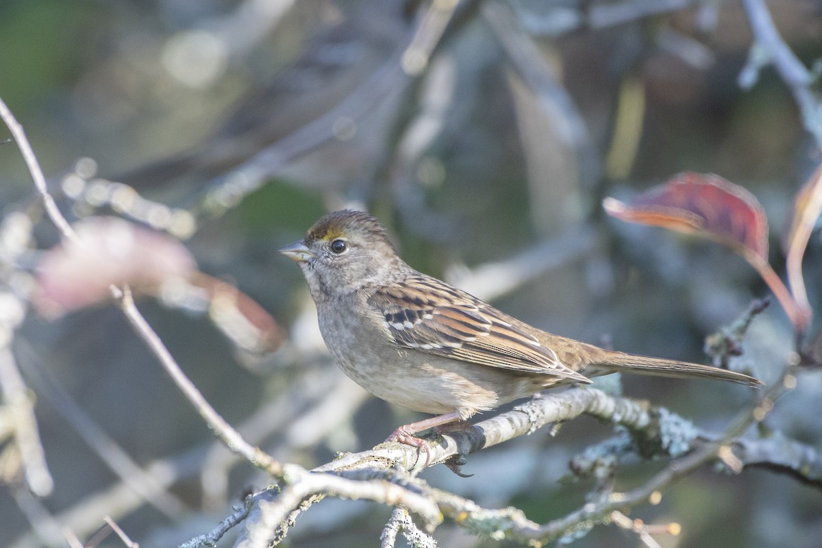 Golden-crowned Sparrow - Bryan Calk