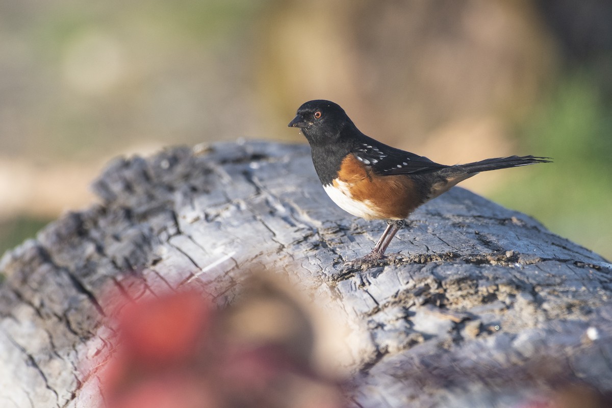 Spotted Towhee - Bryan Calk