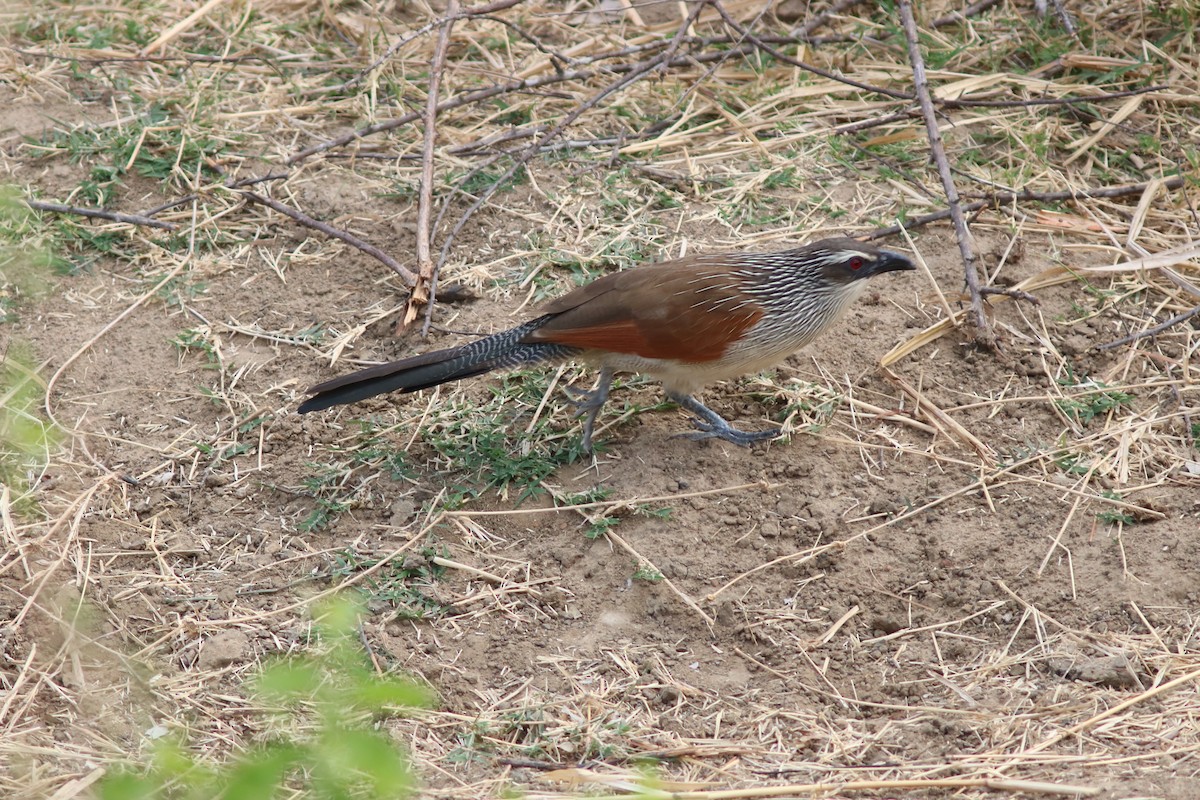 White-browed Coucal (White-browed) - John Drummond