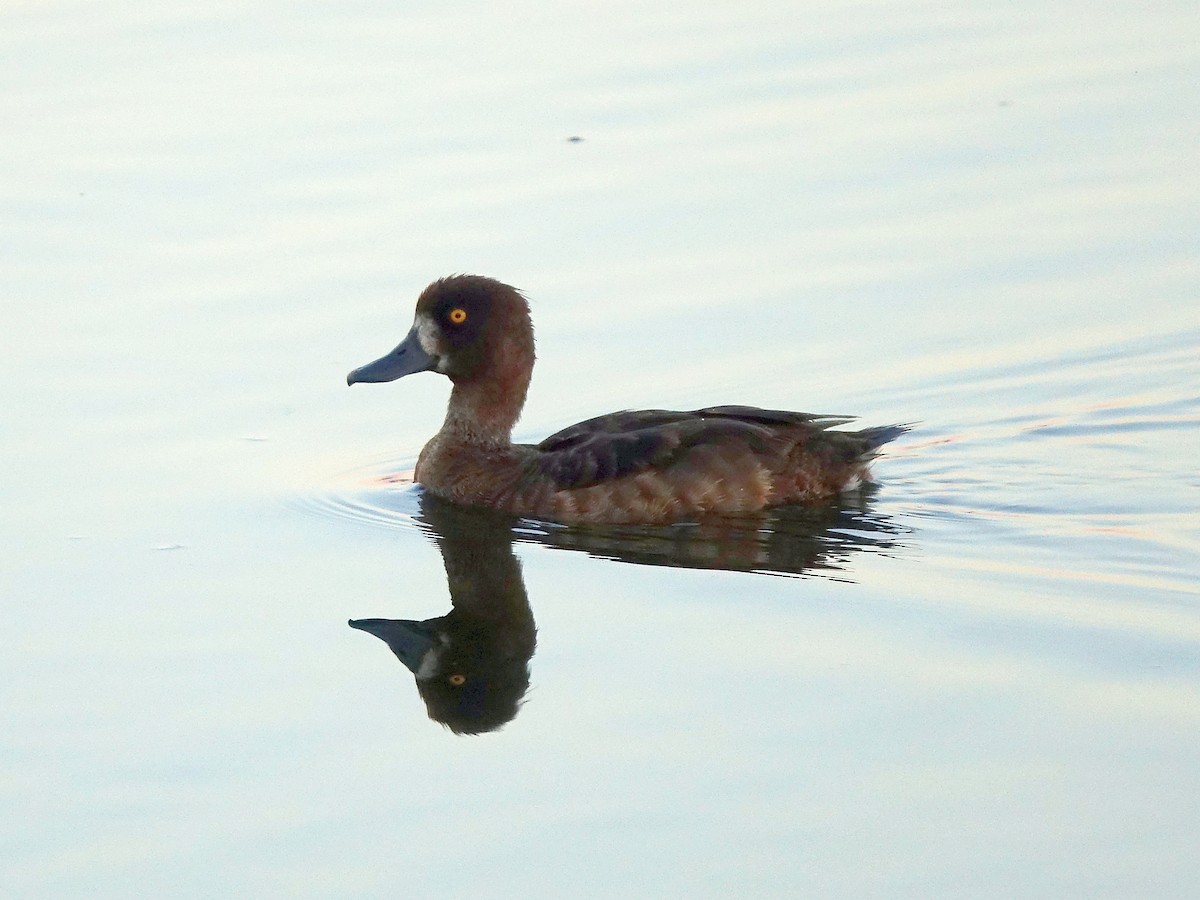Tufted Duck - ML120362191