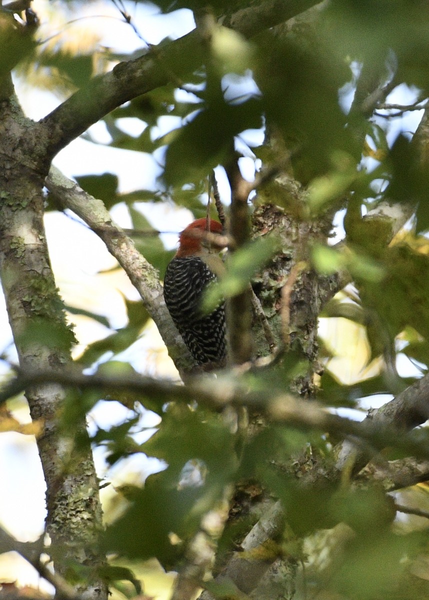 Red-bellied Woodpecker - ML120364571