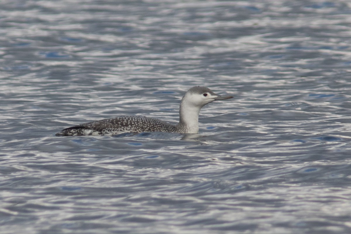 Red-throated Loon - Jesse Amesbury
