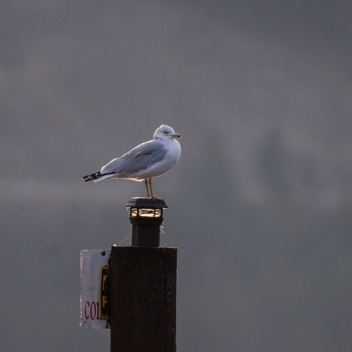 Ring-billed Gull - Lyle Grisedale