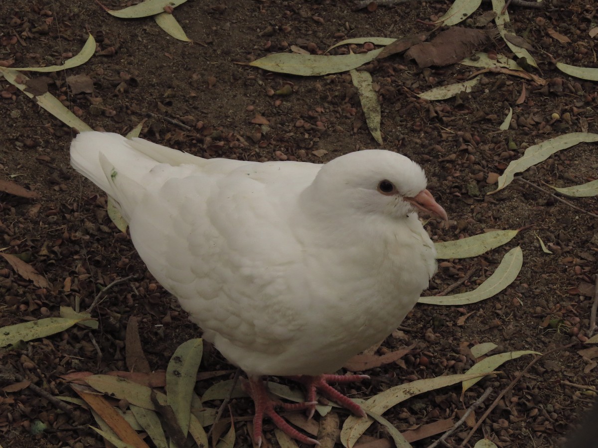 Rock Pigeon (Feral Pigeon) - ML120369091