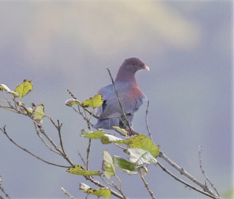 Red-billed Pigeon - Jeff Tingle