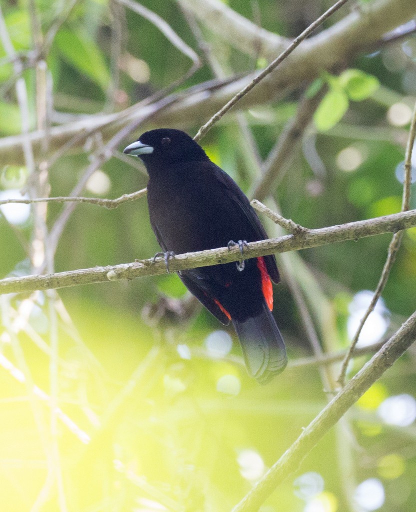 Scarlet-rumped Tanager (Passerini's) - ML120374931