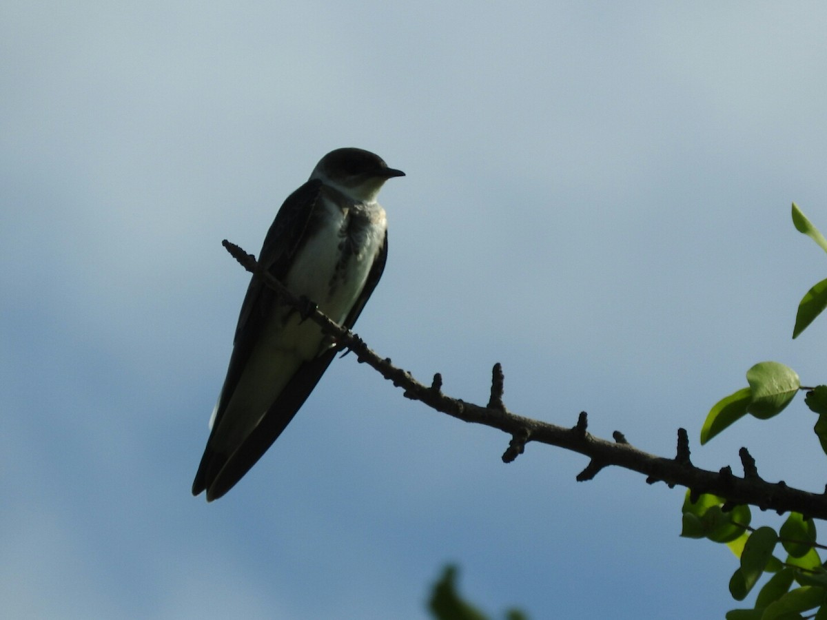 Brown-chested Martin - ML120375221