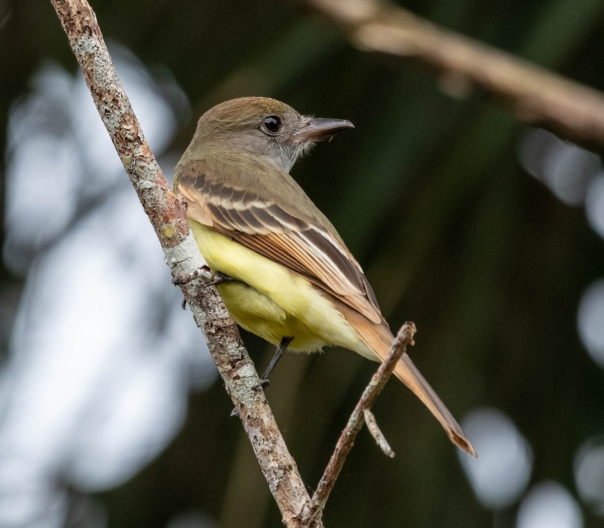 Great Crested Flycatcher - David Hall