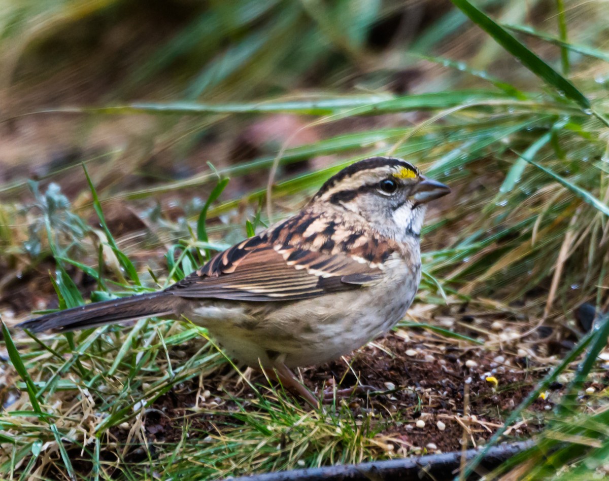 White-throated Sparrow - ML120376971