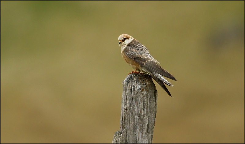 Red-footed Falcon - Alex Máni Guðríðarsson