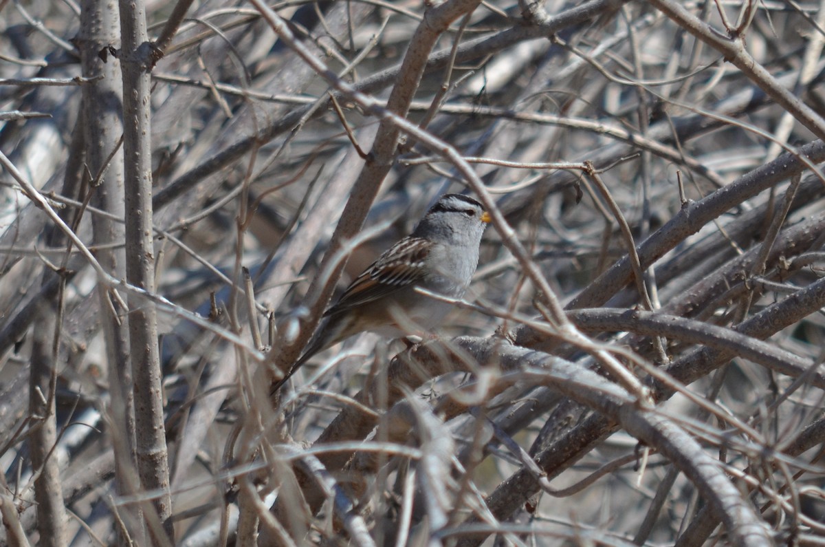 White-crowned Sparrow (Gambel's) - Dan O'Brien
