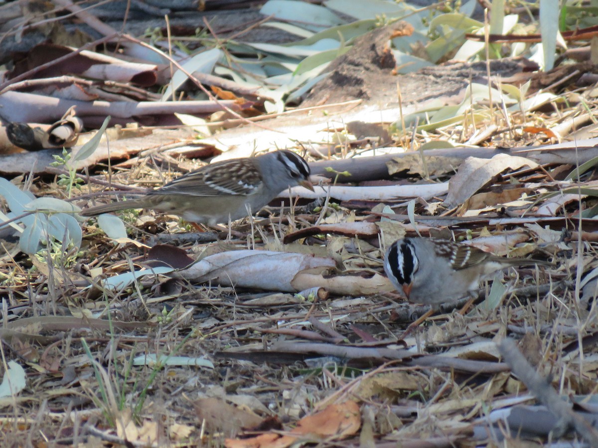 White-crowned Sparrow - ML120381411