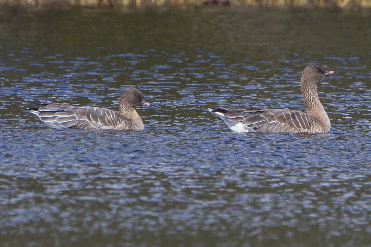 Pink-footed Goose - ML120383841