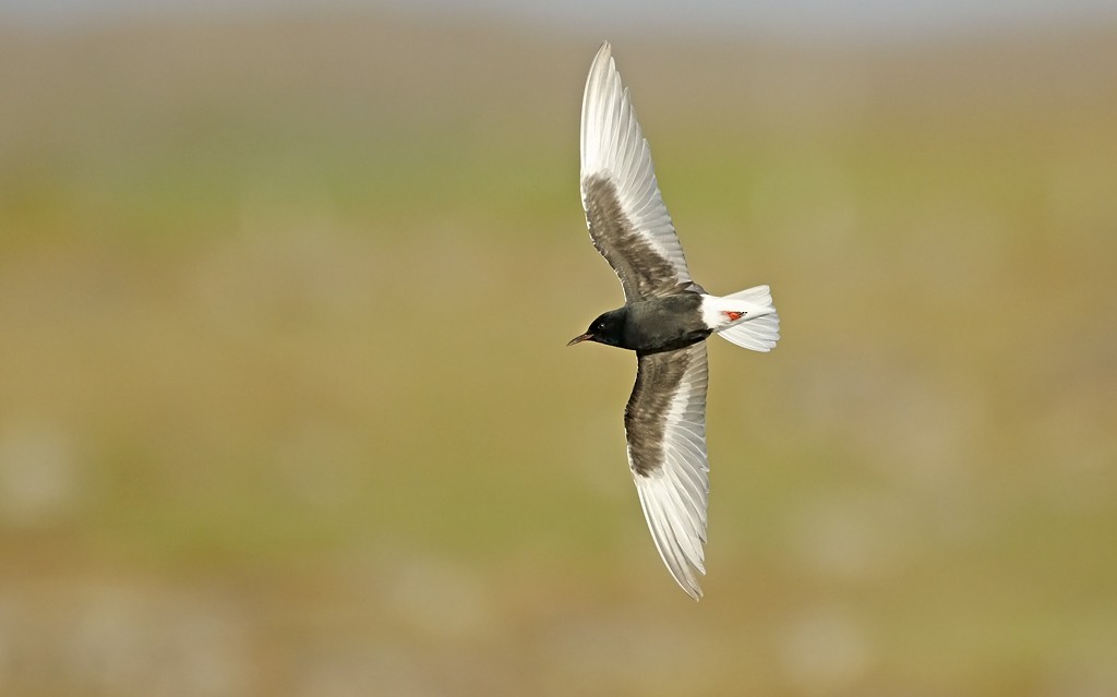 White-winged Tern - ML120383981