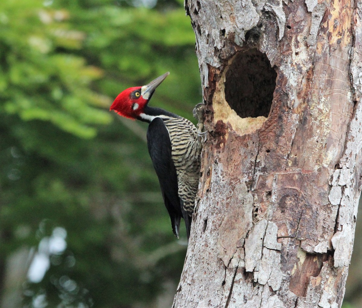 Crimson-crested Woodpecker - Jeff Tingle