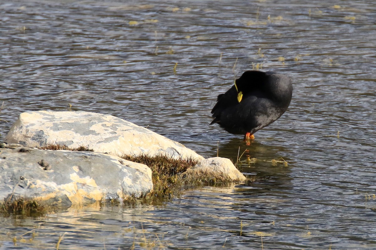 Red-gartered Coot - ML120390651