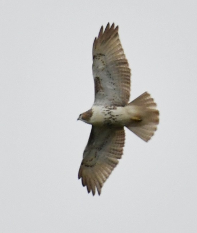 Red-tailed Hawk - ML120393881