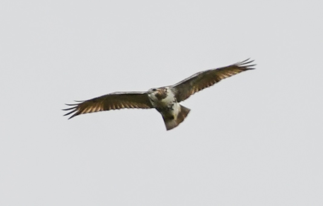 Red-tailed Hawk - ML120393891