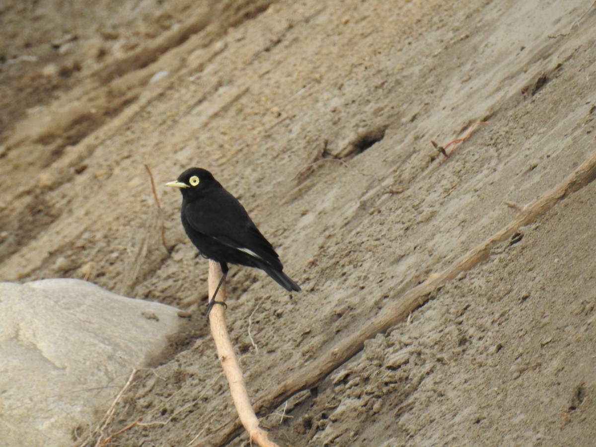 Spectacled Tyrant - ML120395871