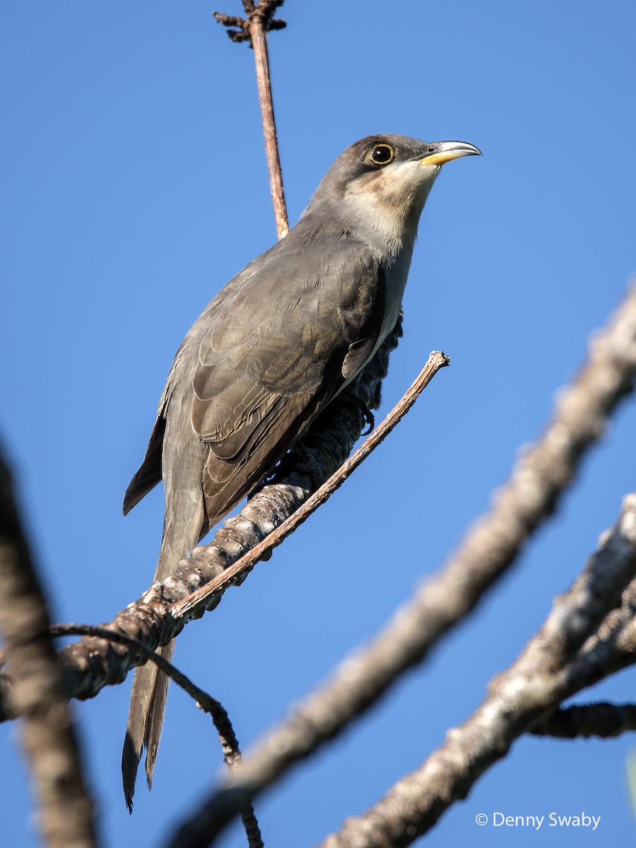 Mangrove Cuckoo - Denny Swaby