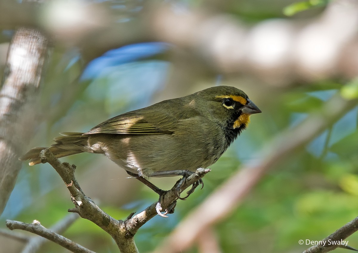 Yellow-faced Grassquit - Denny Swaby