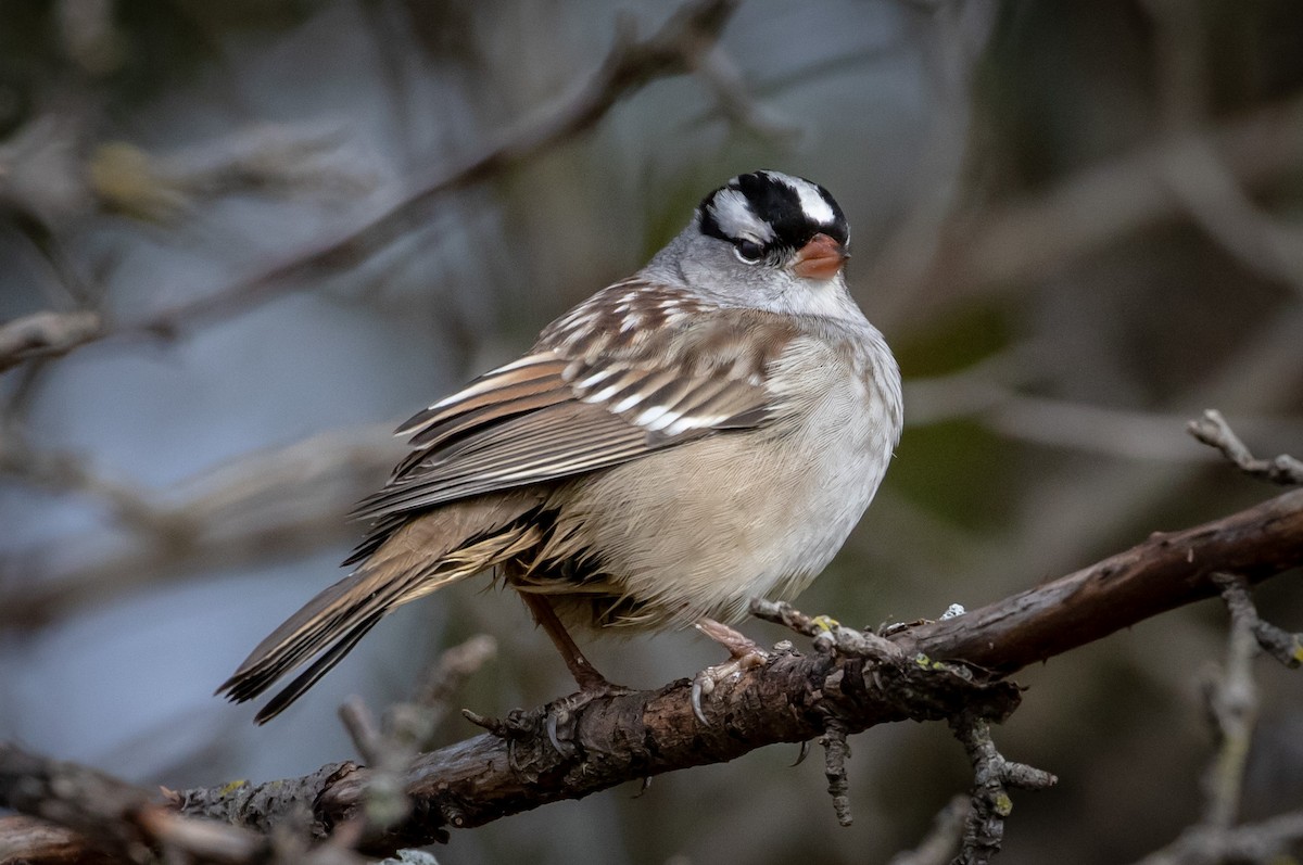White-crowned Sparrow - Michael Warner