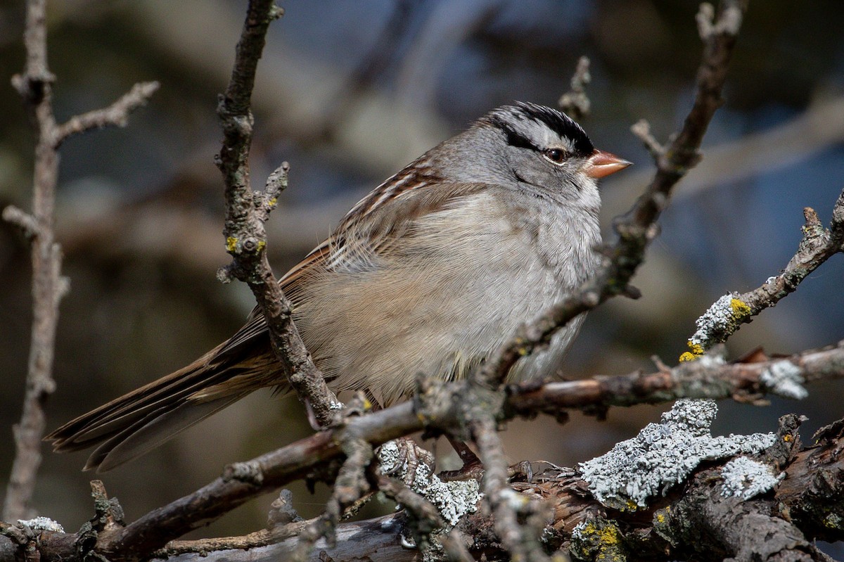 White-crowned Sparrow - Michael Warner