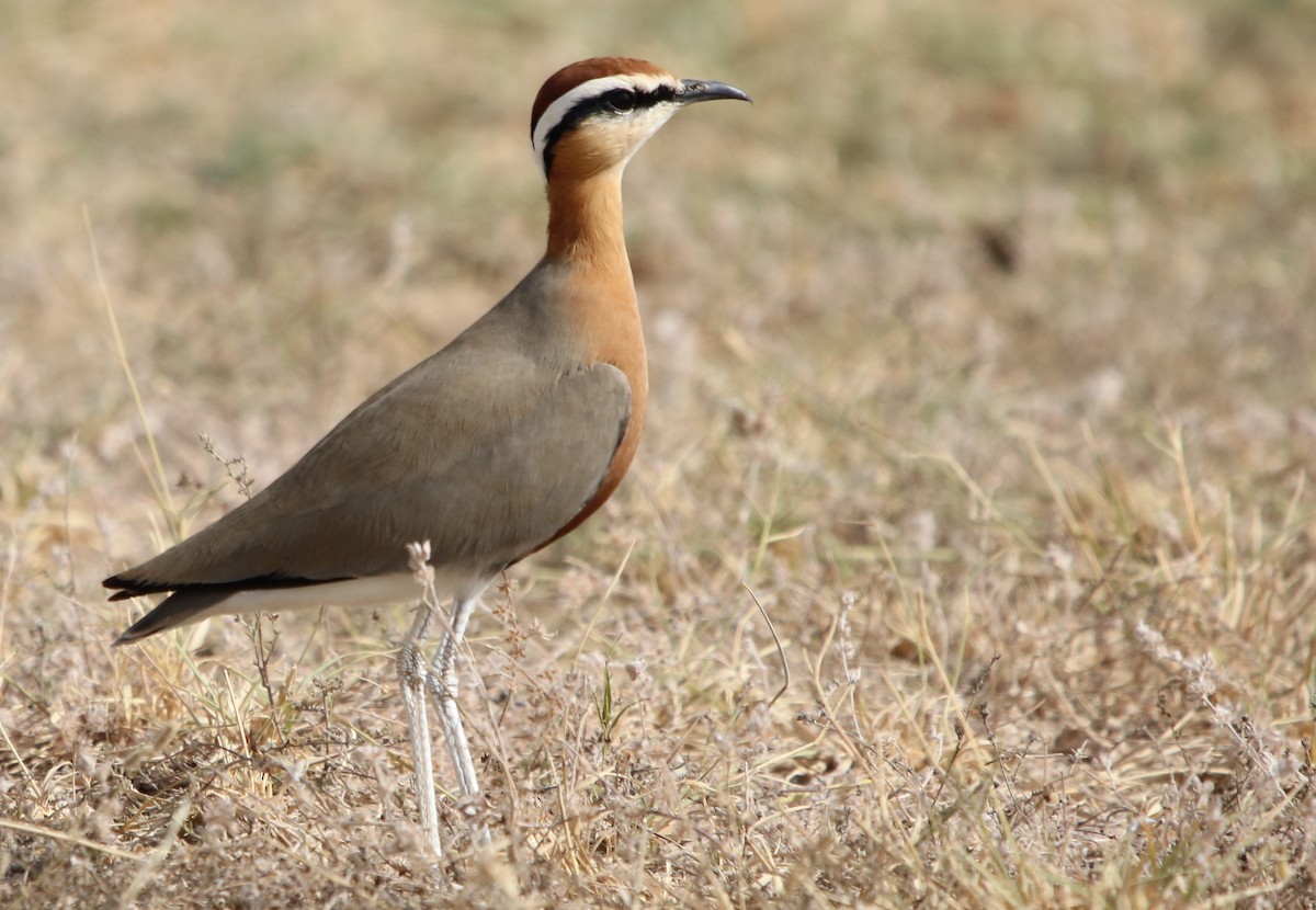 Indian Courser - ML120403051