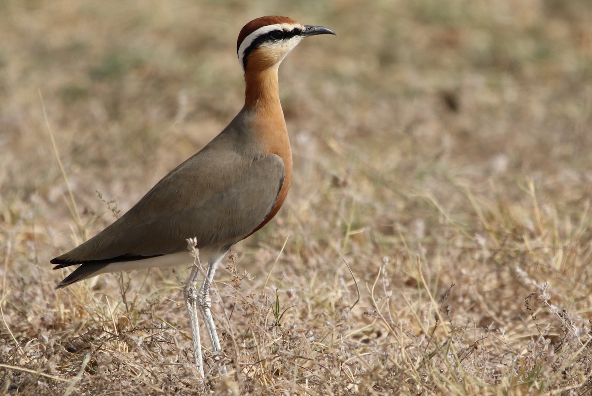 Indian Courser - ML120403061
