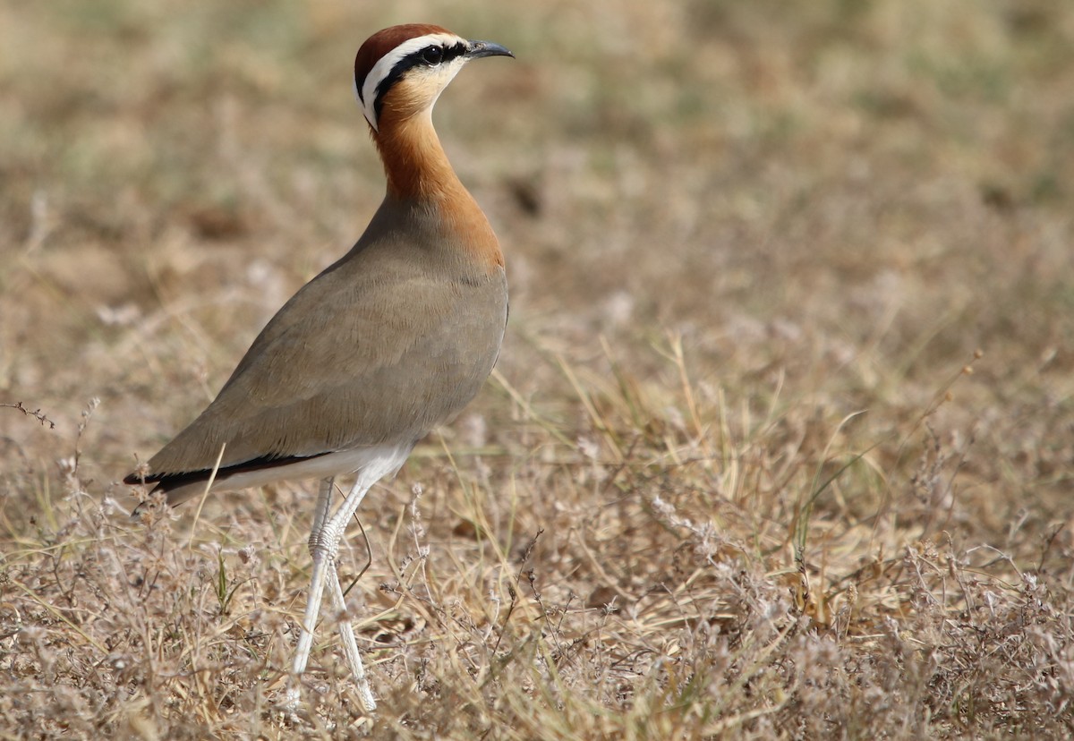 Indian Courser - ML120403071