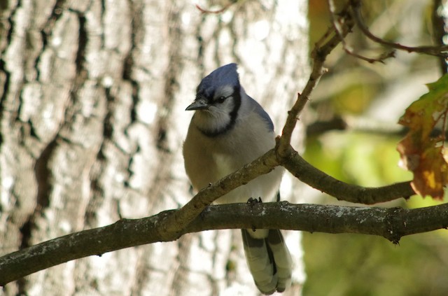 Blue Jay - Vermont eBird