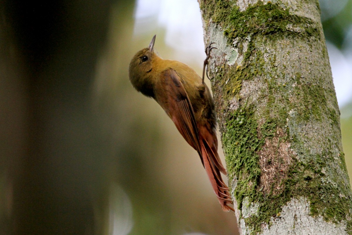 Olivaceous Woodcreeper - Pedro Ayres