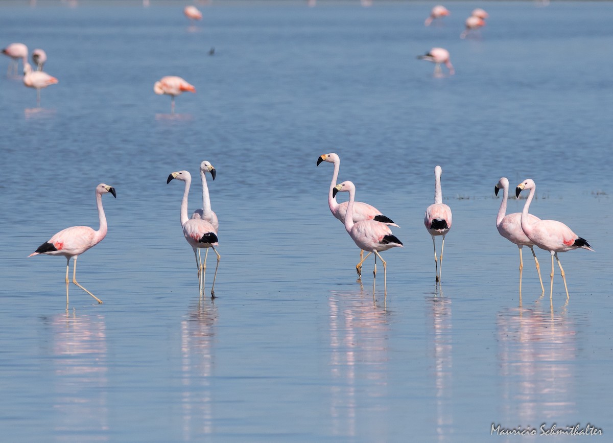 Andean Flamingo - Mauricio Schmithalter