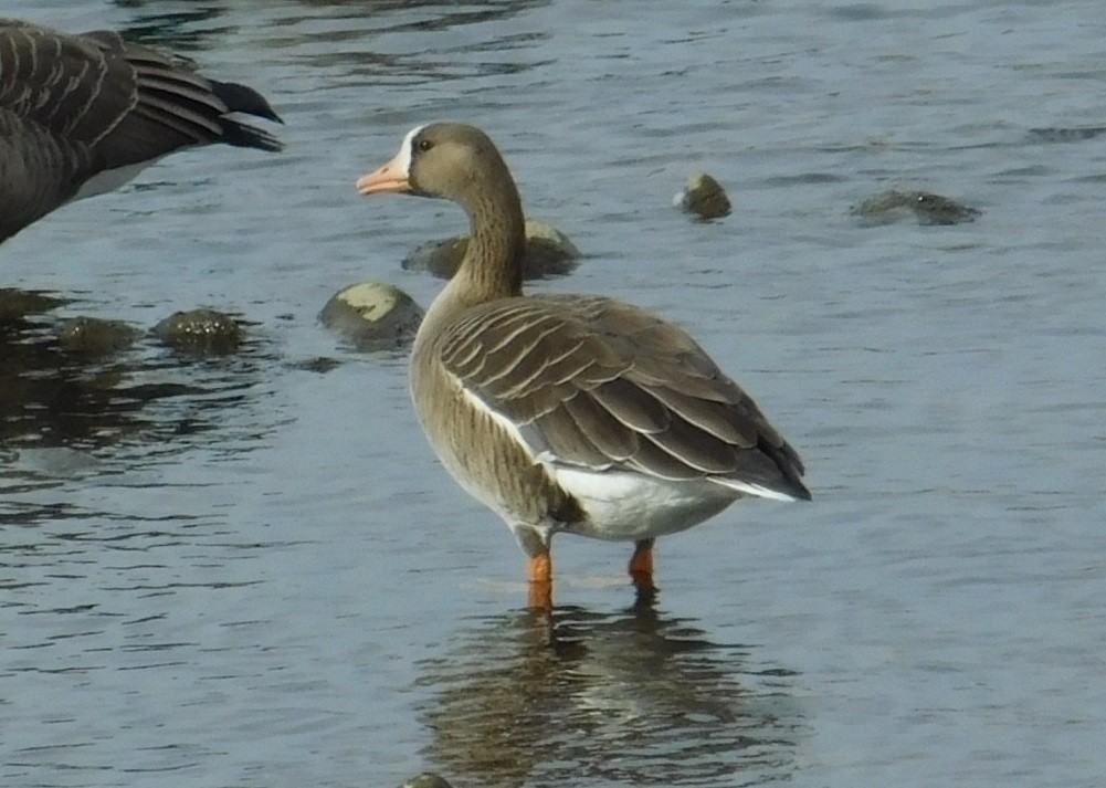 Greater White-fronted Goose - ML120411381