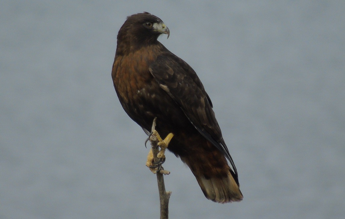 Red-tailed Hawk - ML120412191