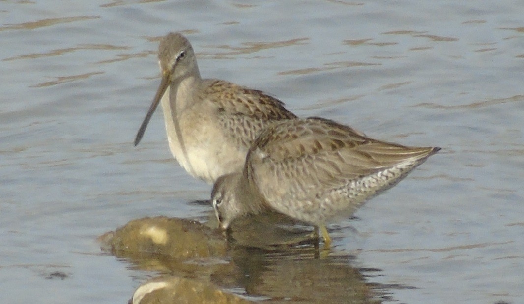Long-billed Dowitcher - ML120412351