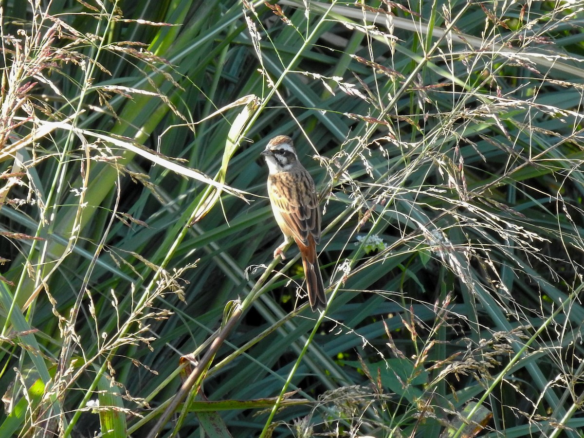 Meadow Bunting - Anonymous