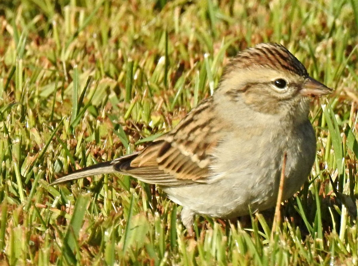 Chipping Sparrow - Greg Cross