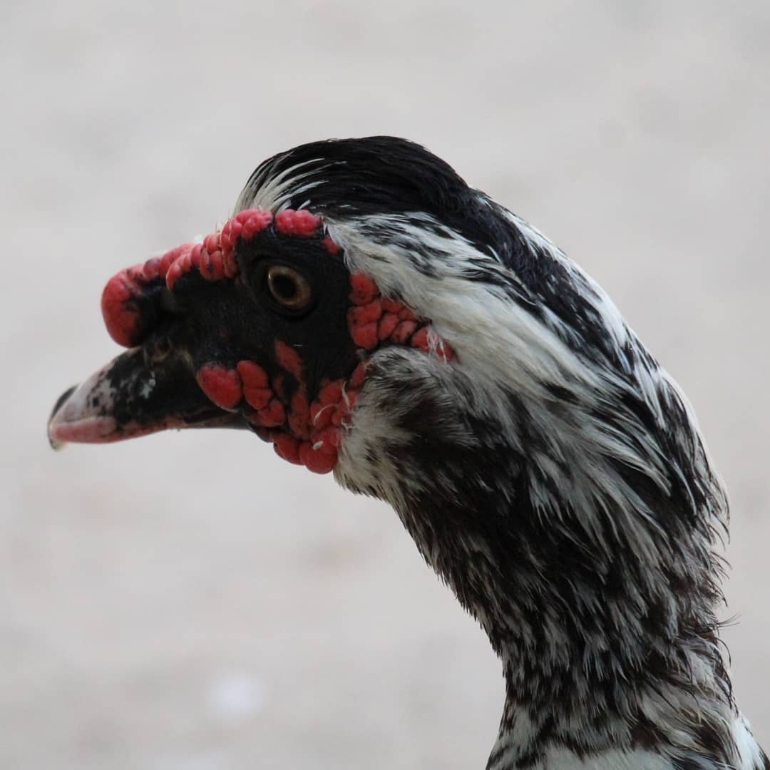 Muscovy Duck (Domestic type) - T Remy