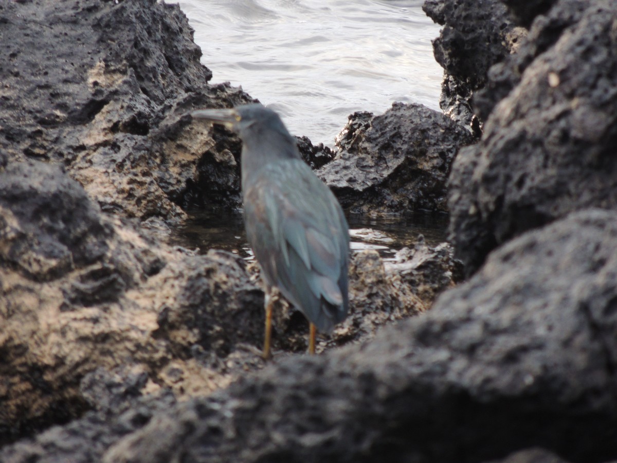 Striated Heron (Galapagos) - ML120418801