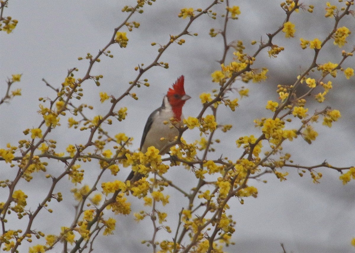 Red-crested Cardinal - Gil Ewing