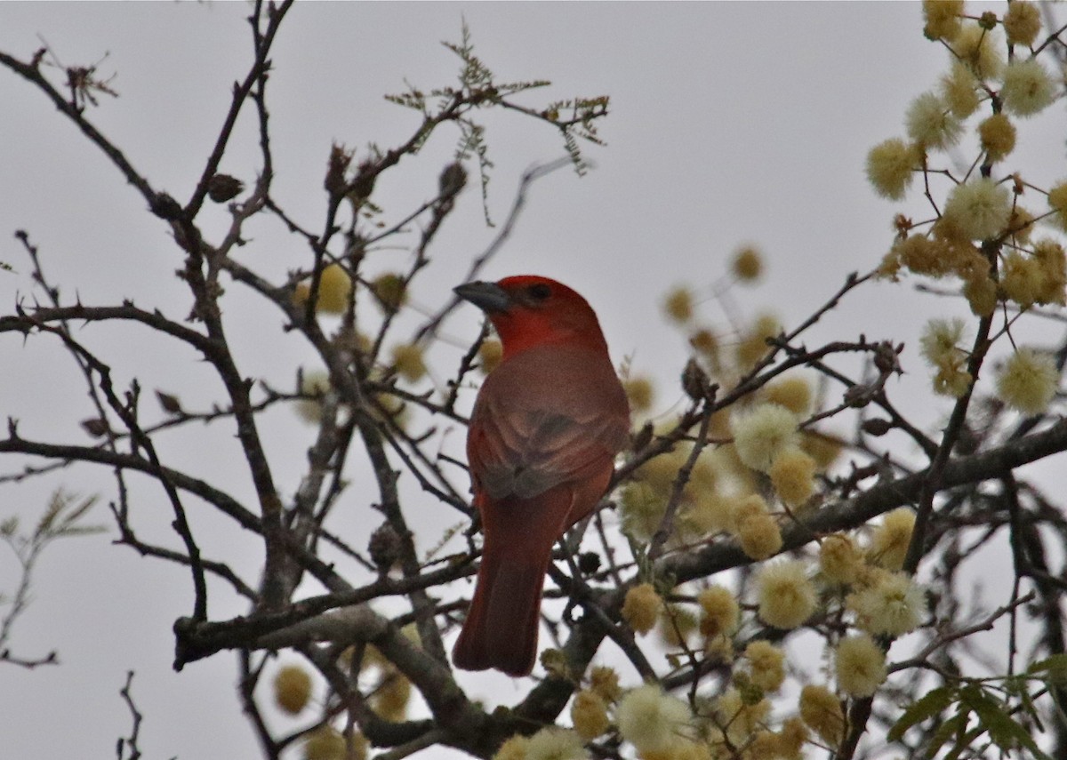Hepatic Tanager - Gil Ewing