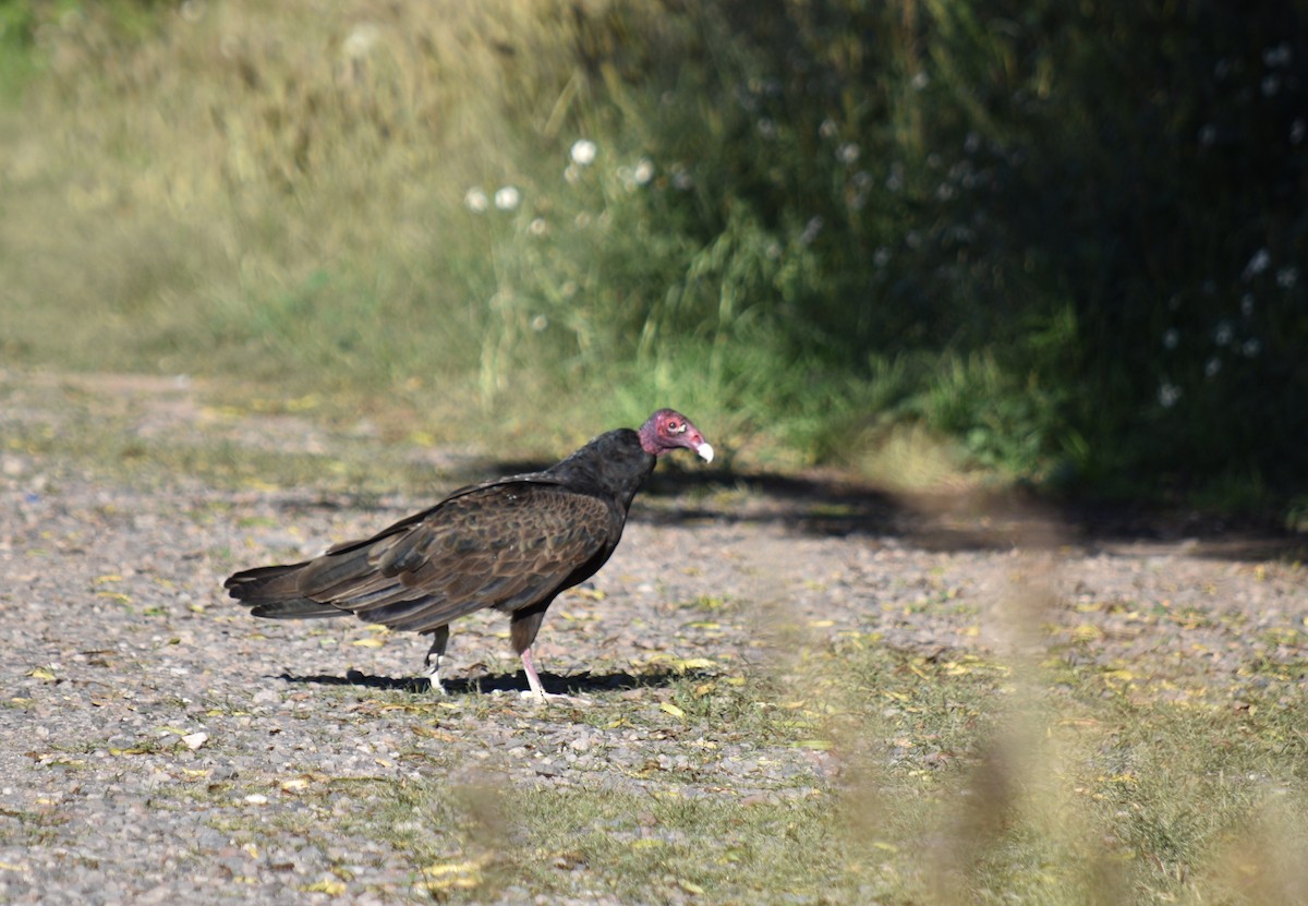 Turkey Vulture - Tom E. Johnson