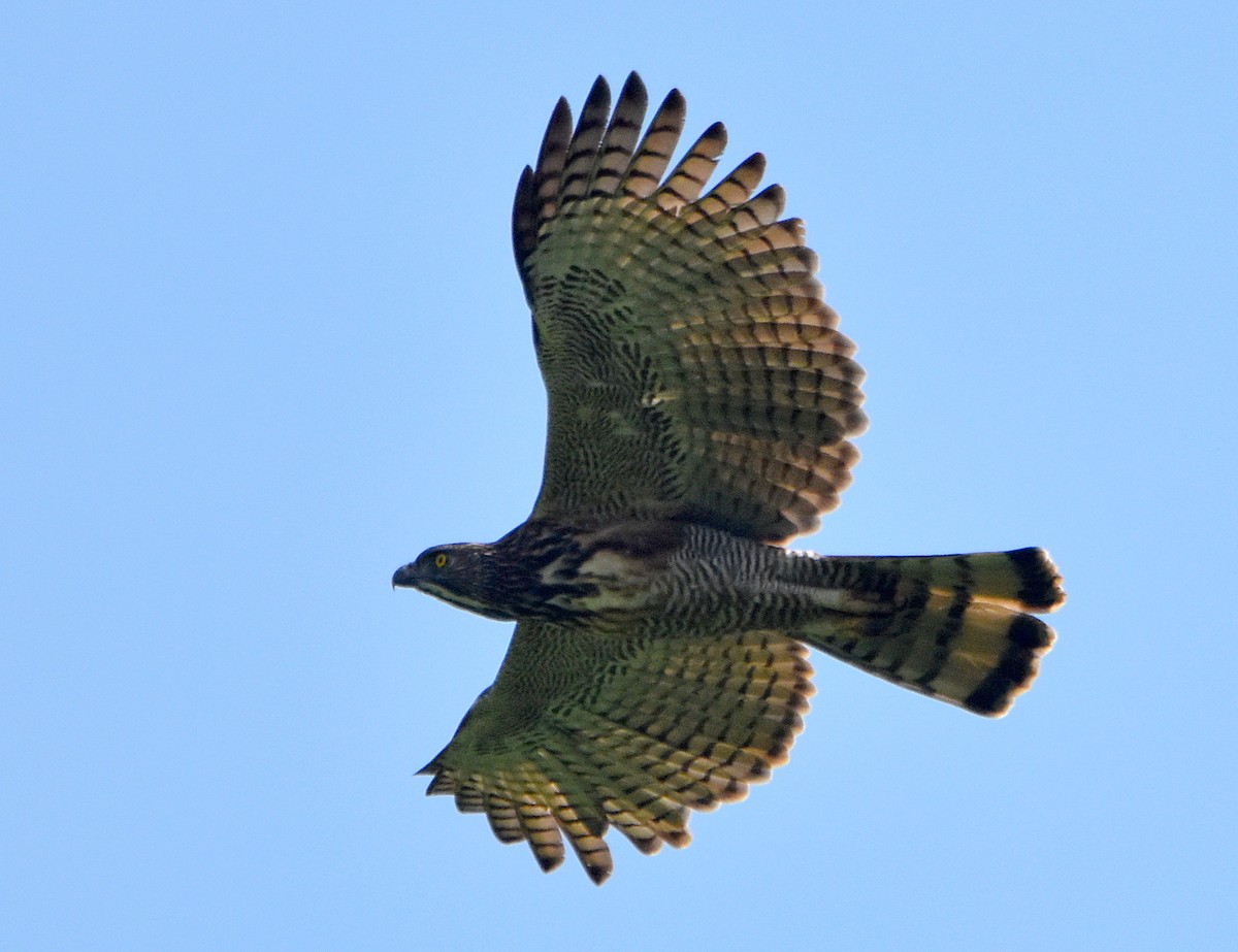 Pinsker's Hawk-Eagle - Chris Chafer