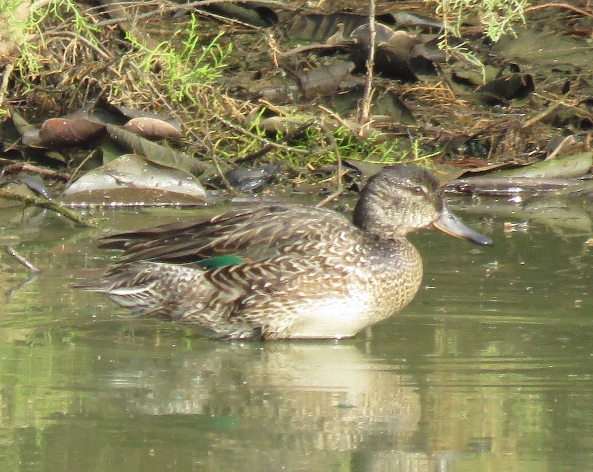 Green-winged Teal - Brian James