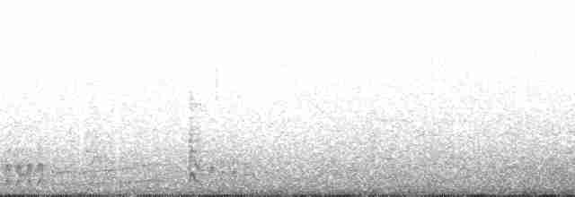 Océanite cul-blanc (leucorhous) - ML120437
