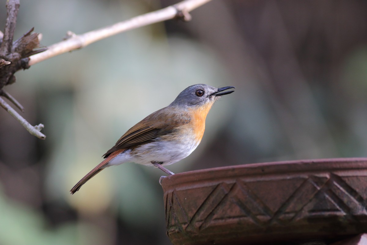 White-bellied Blue Flycatcher - Chinmay Rahane