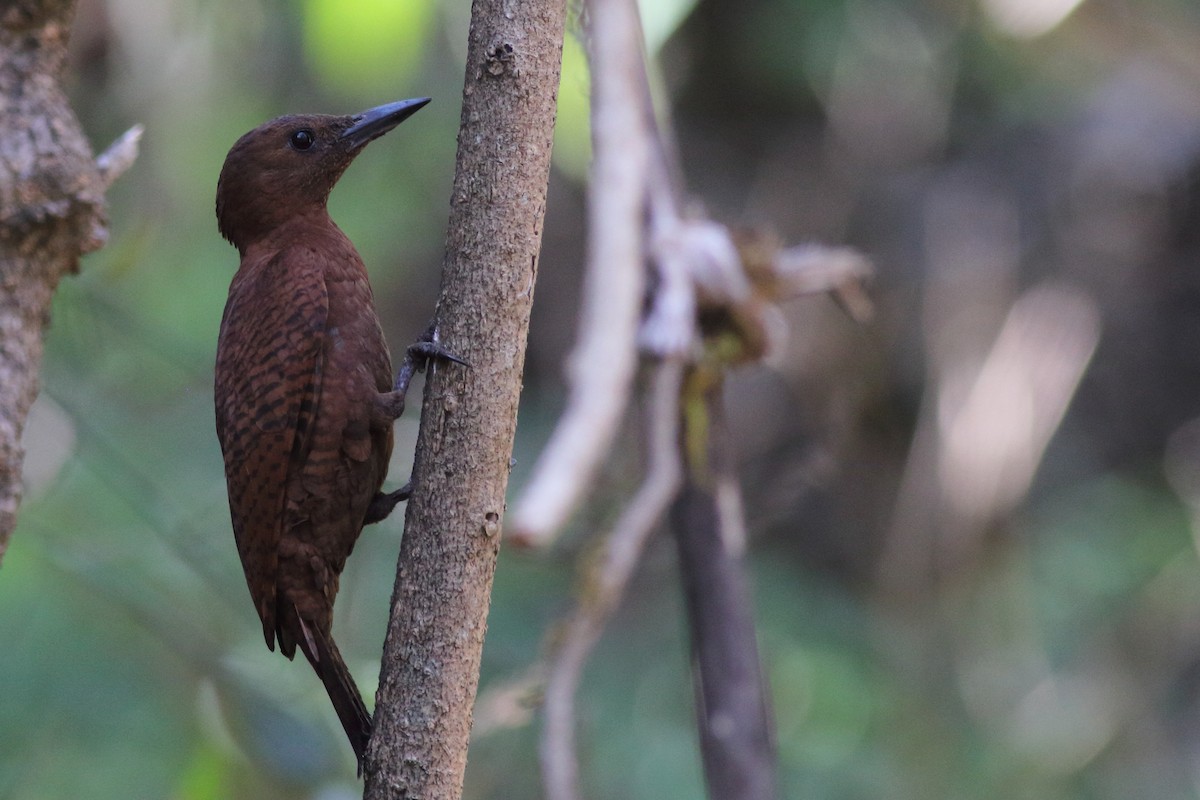 Rufous Woodpecker - Chinmay Rahane