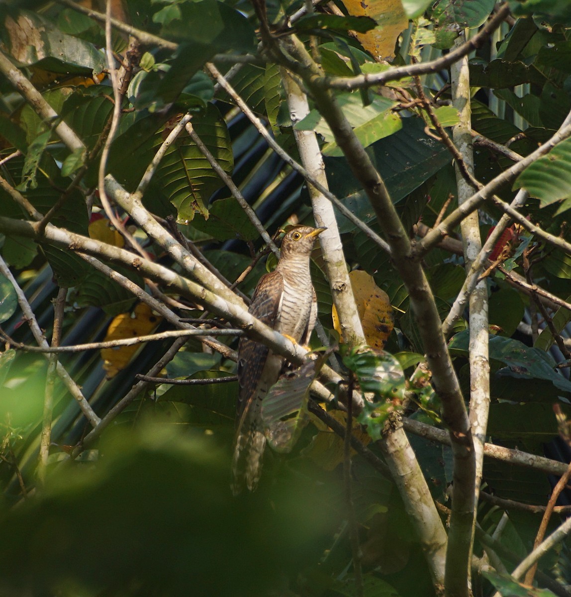 Common Cuckoo - Raghavendra  Pai