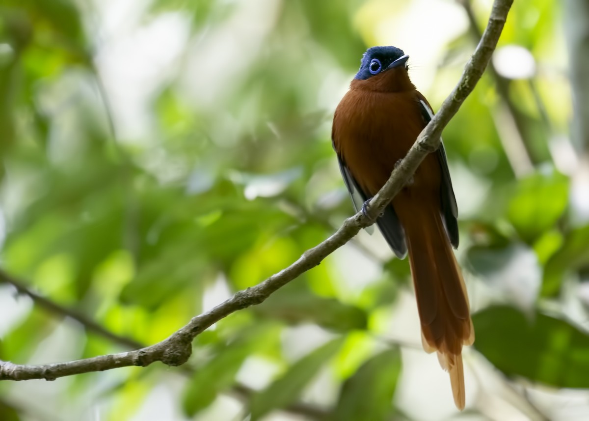 Malagasy Paradise-Flycatcher (Malagasy) - Simon Lane